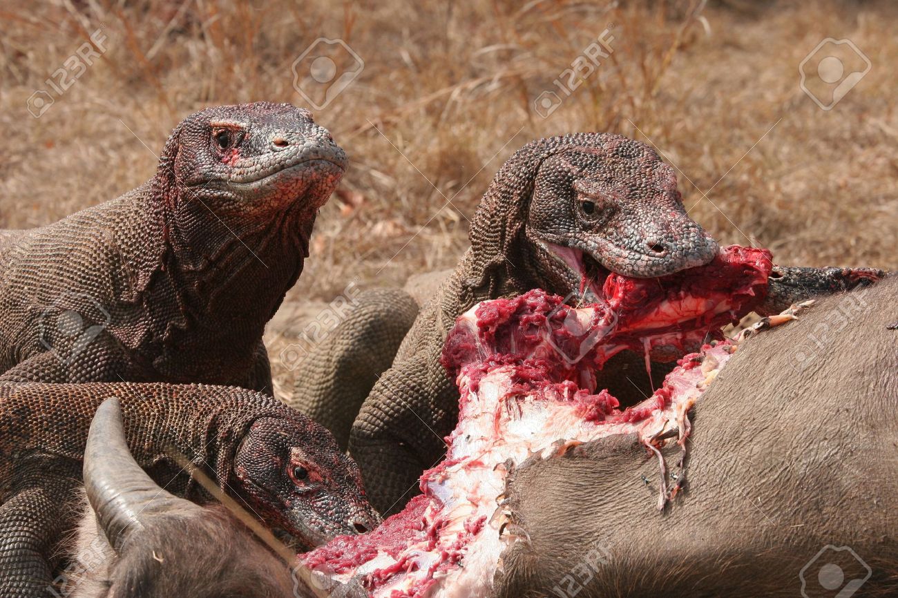 komodo dragons eating wild buffalo rinca island indonesia stock