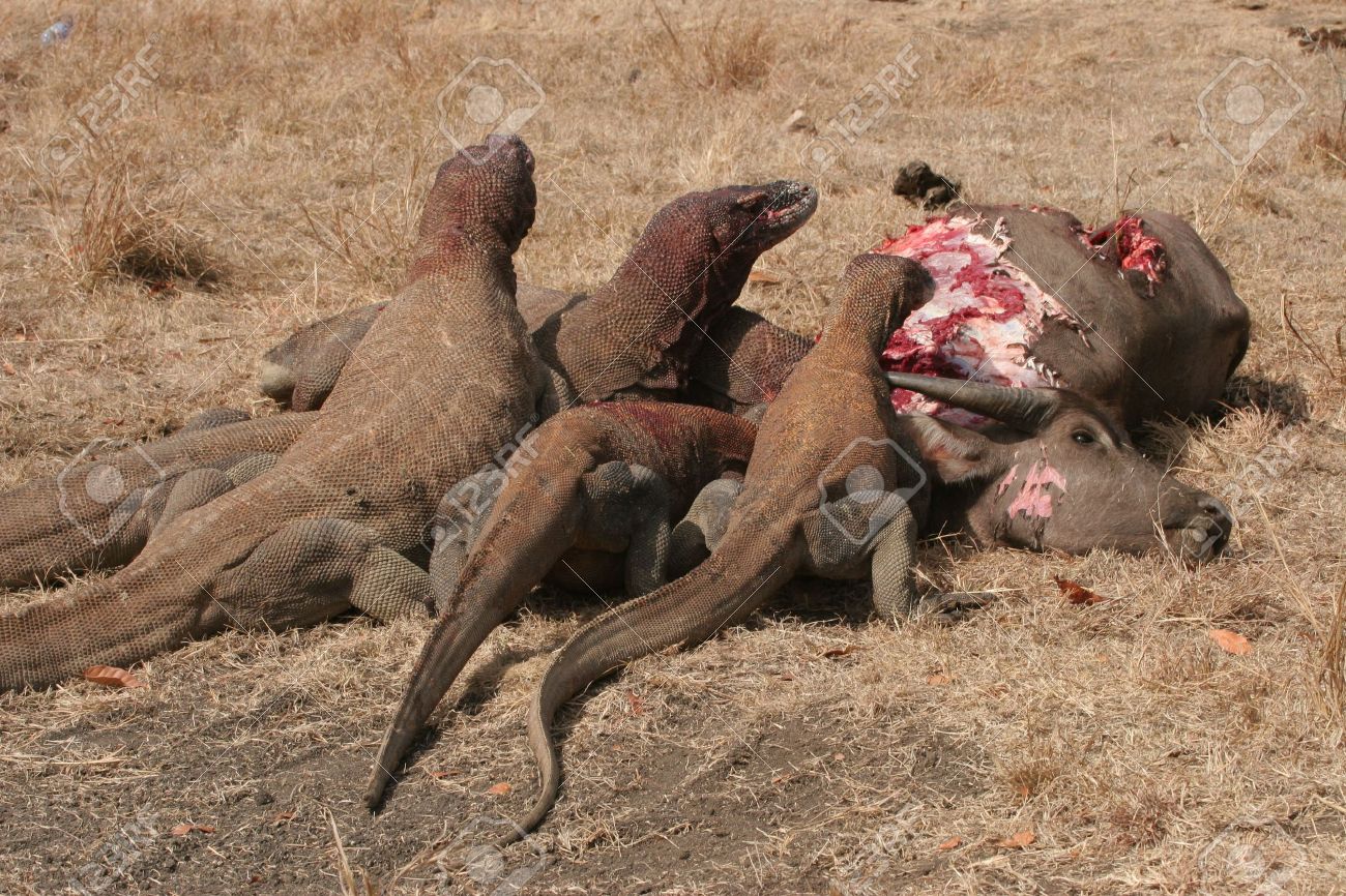 komodo dragons eating wild buffalo rinca island indonesia stock