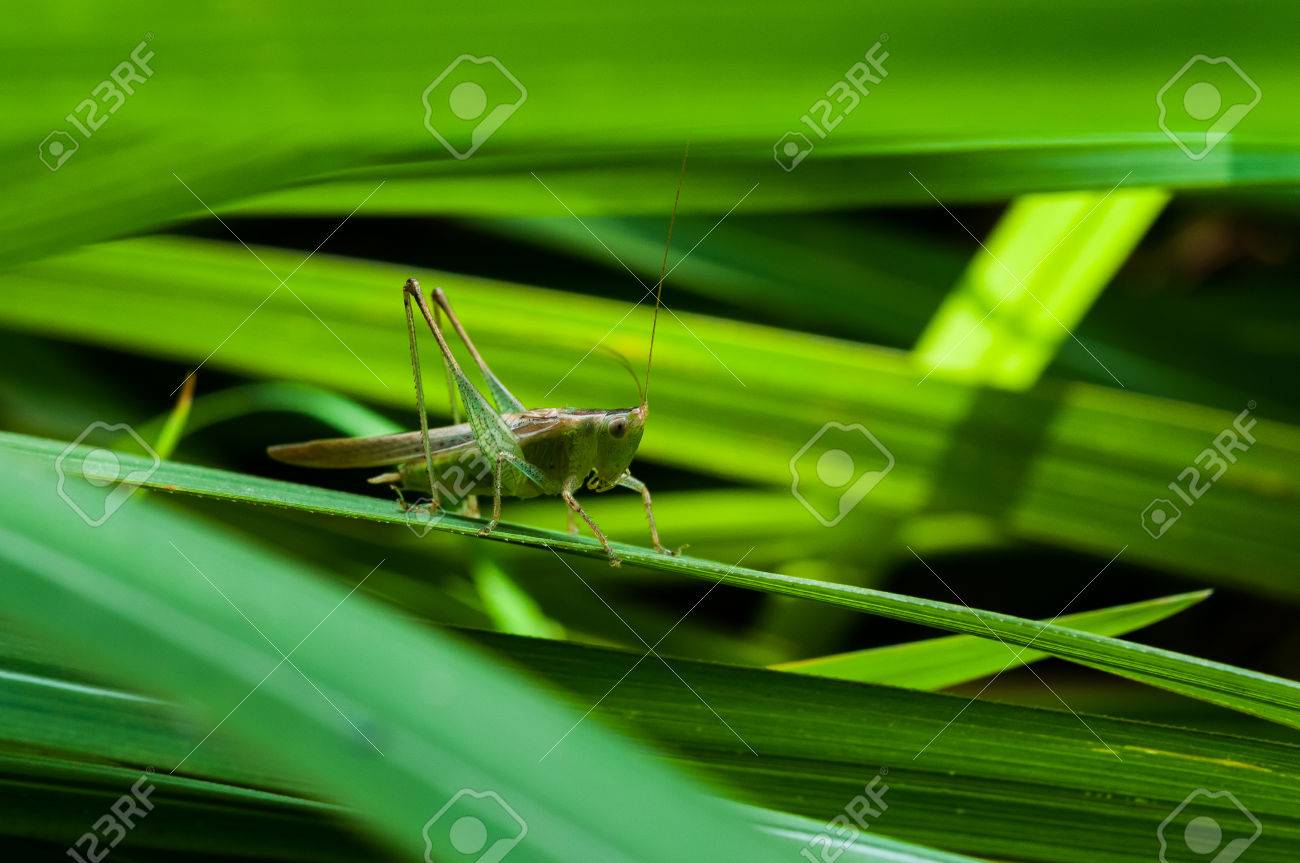 Glasshopper Stock Photo Picture And Royalty Free Image Image