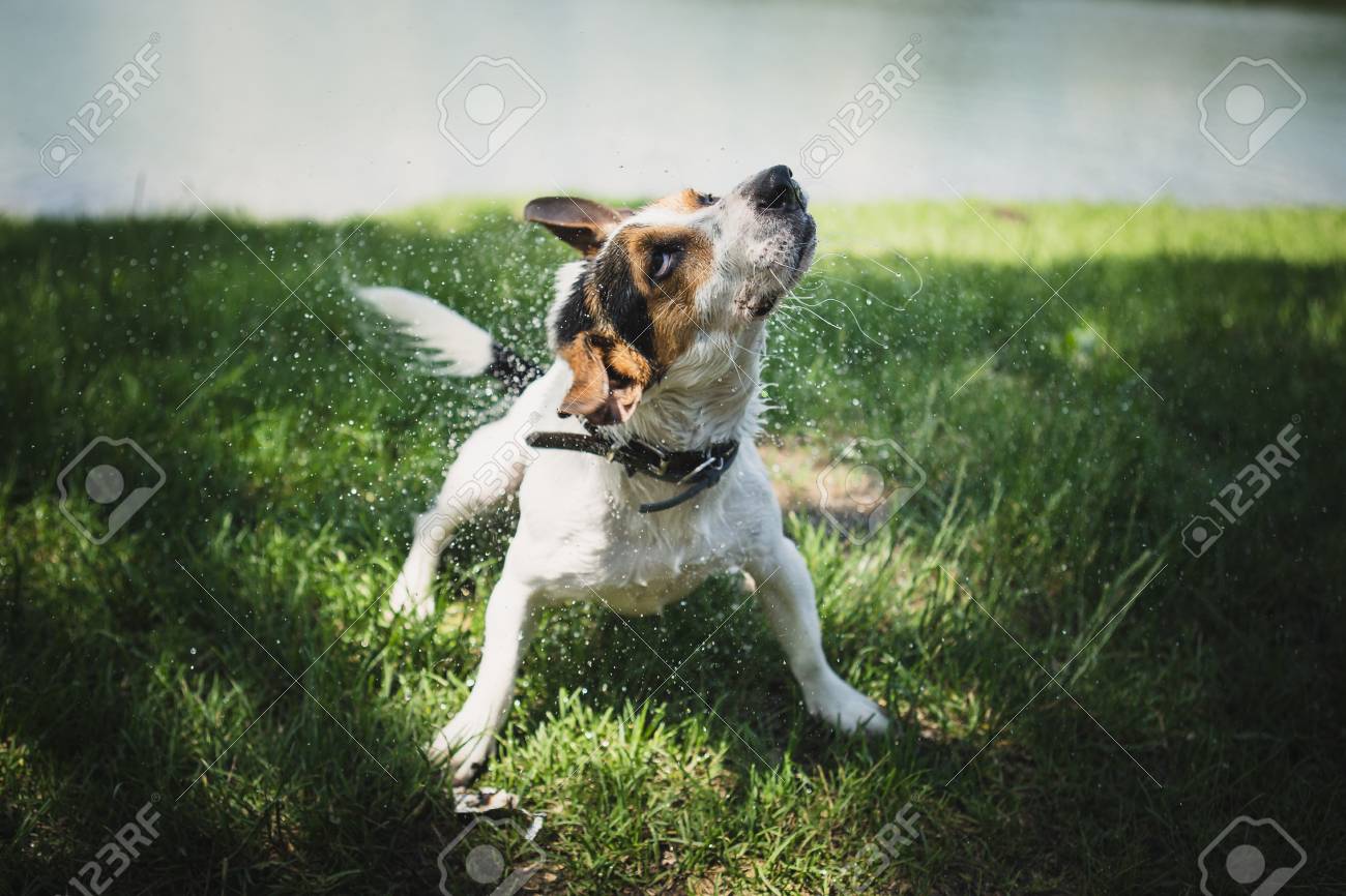 Petite Race De Chien Jack Russell Terrier Secoue Leau Après La Baignade Dans La Rivière Sur Un Jour Dété