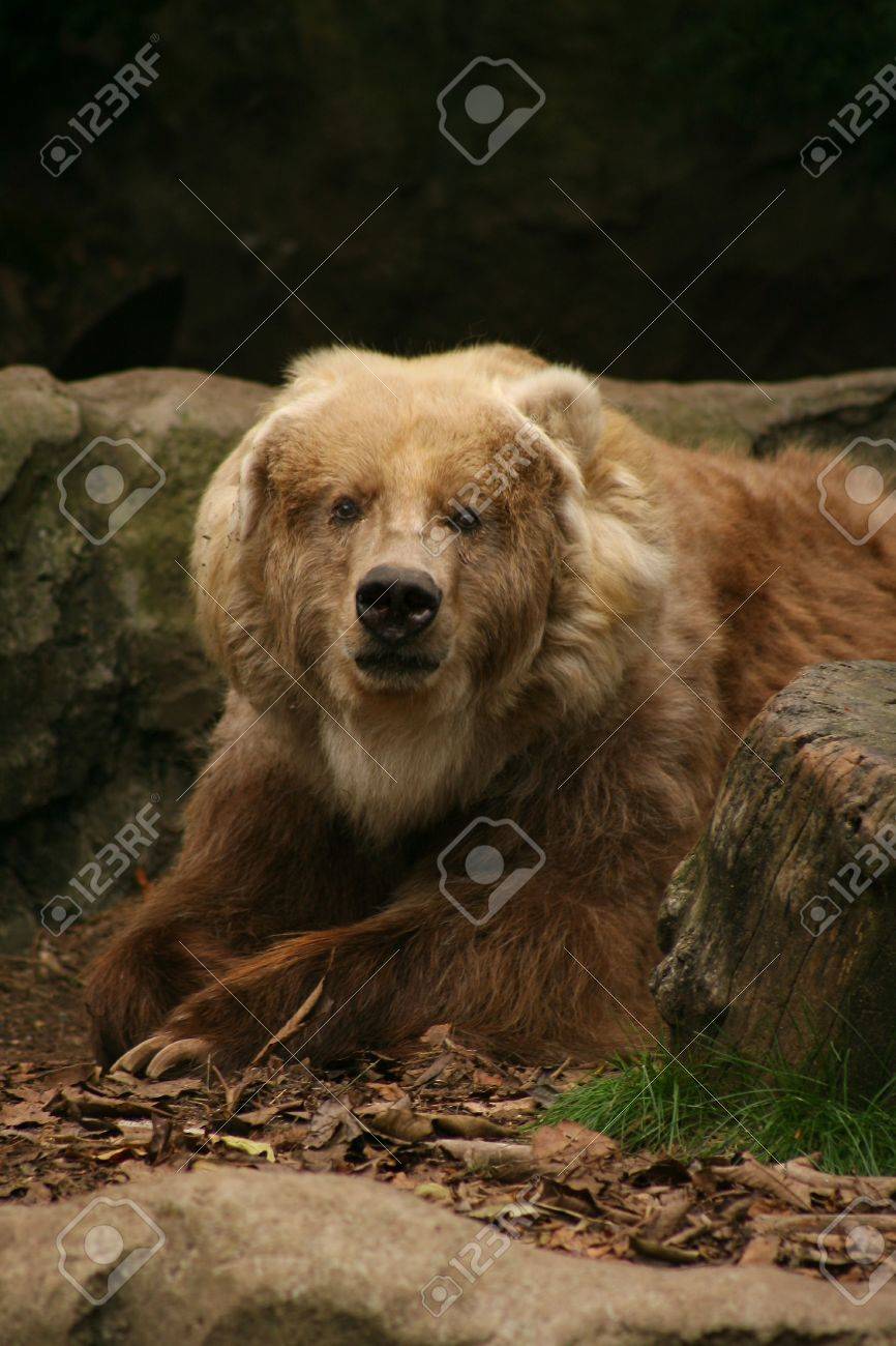 Kodiak Bear Stock Photo Picture And Royalty Free Image Image Kodiak Bear Stock Photo Picture And Royalty Free Image Image