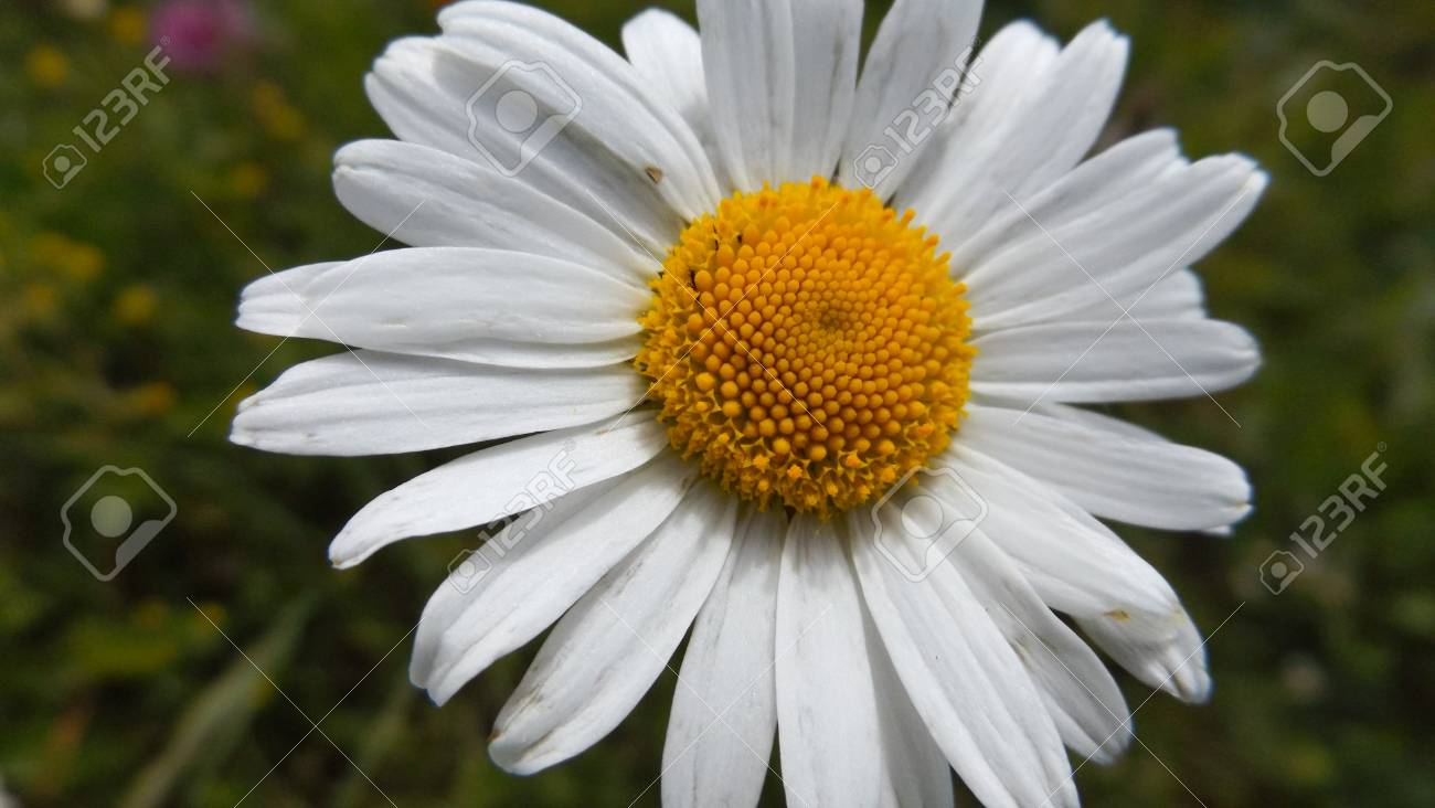 素晴らしい白いデイジーの花 Leucanthemum 最大マーガレット の写真素材 画像素材 Image