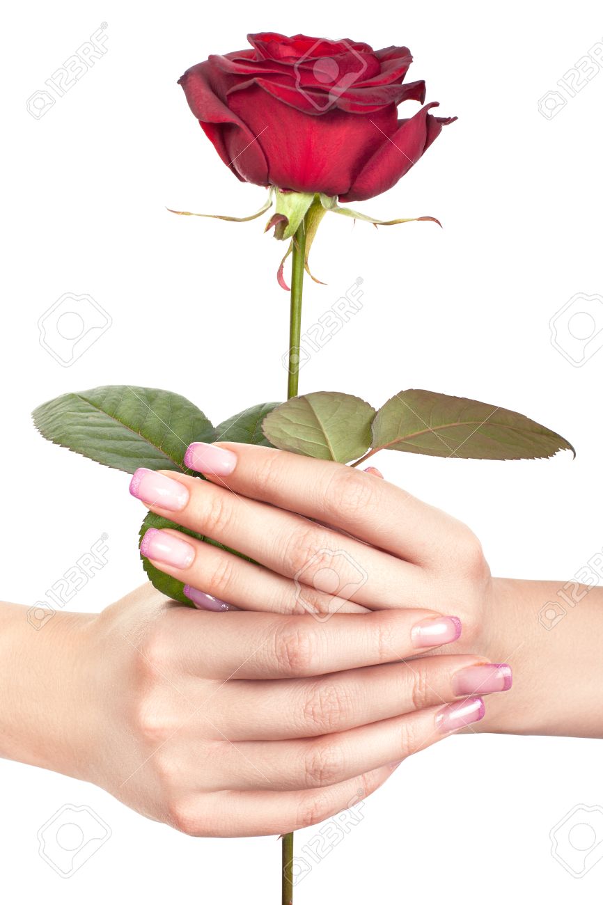 Female Hands With Beautiful Manicure Holding Red Rose Stock Photo