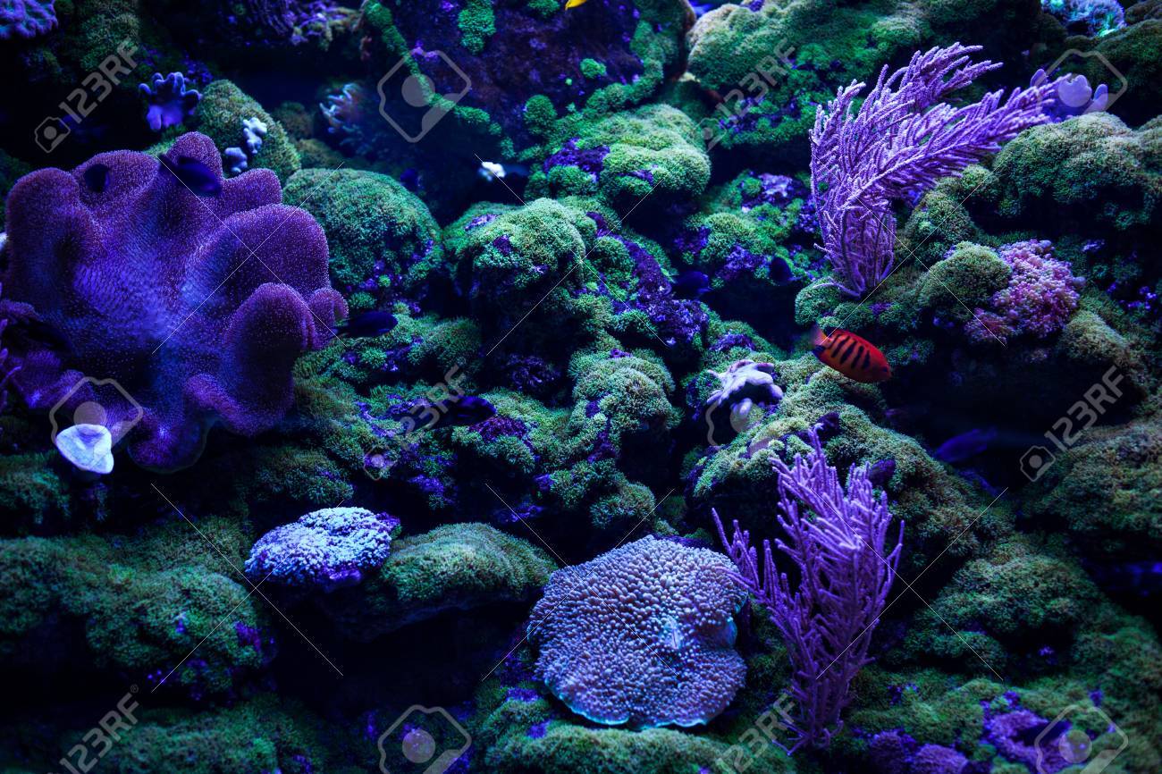 Close Up Of Tropical Coral Reefs And The Ocean Floor Stock Photo