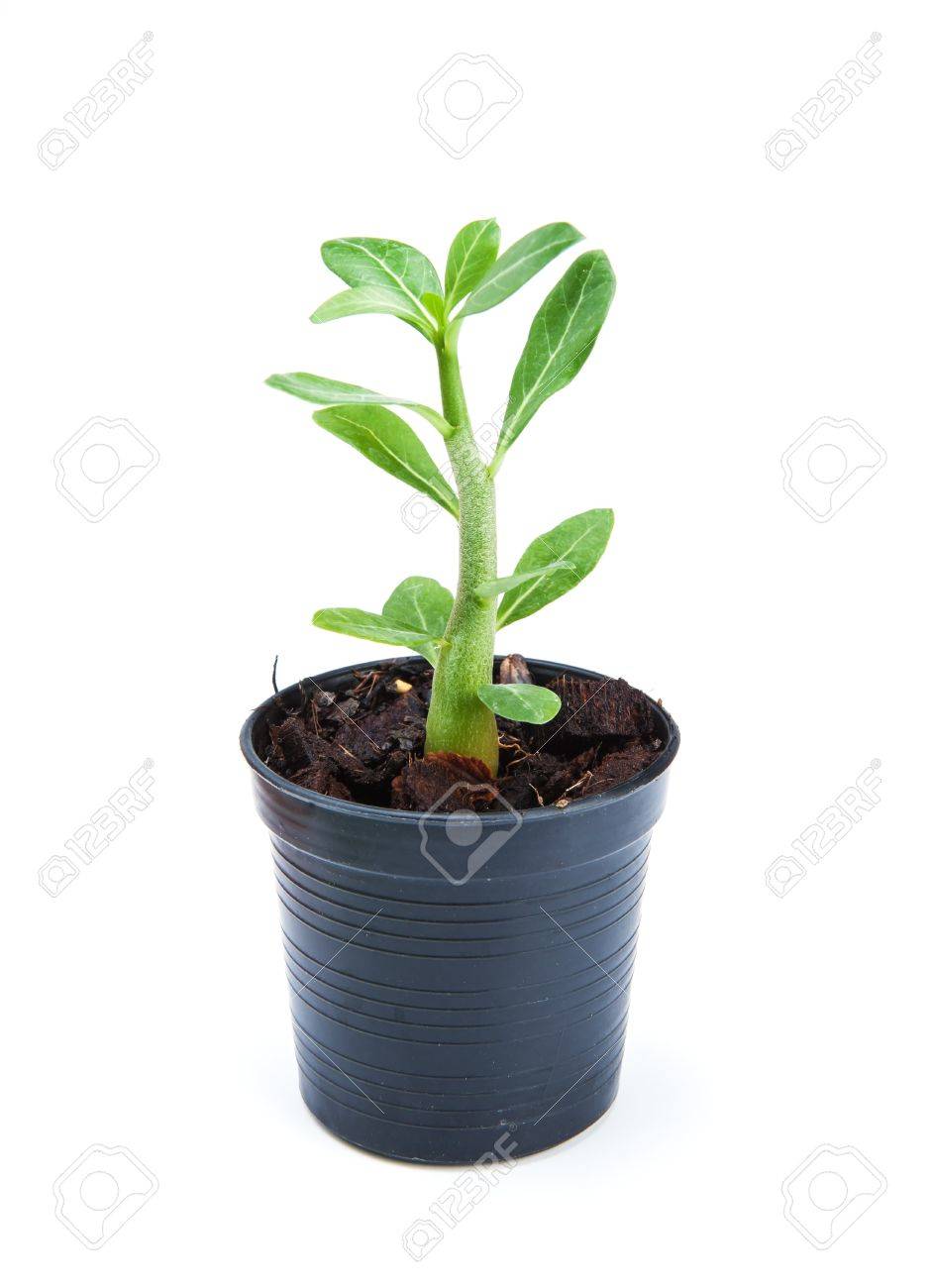 白い背景の上の植木鉢に小さな観葉植物 の写真素材 画像素材 Image