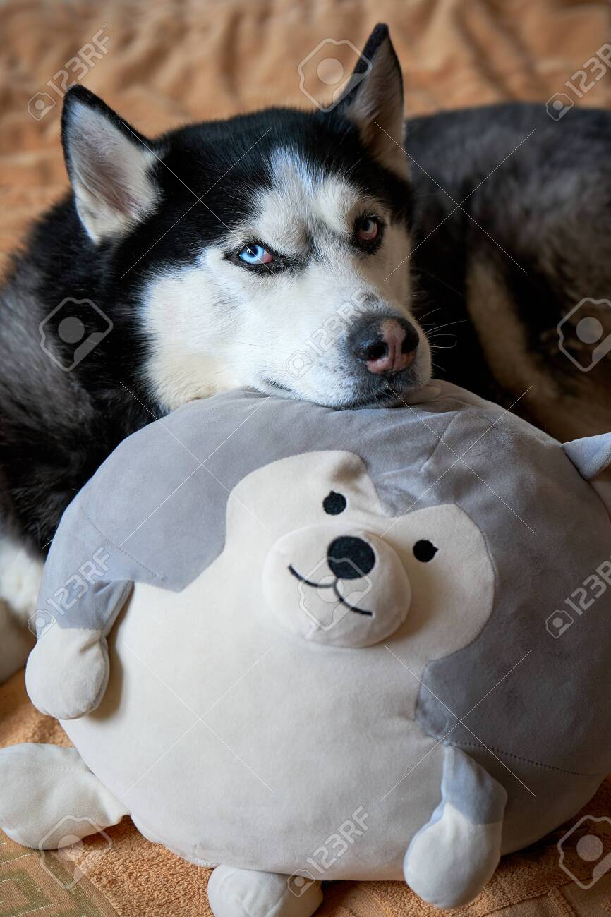 toy husky dog