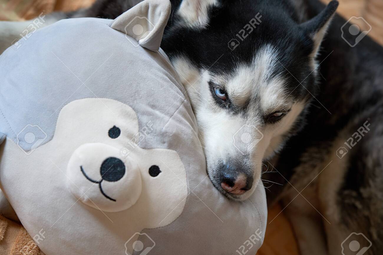 toy husky dog