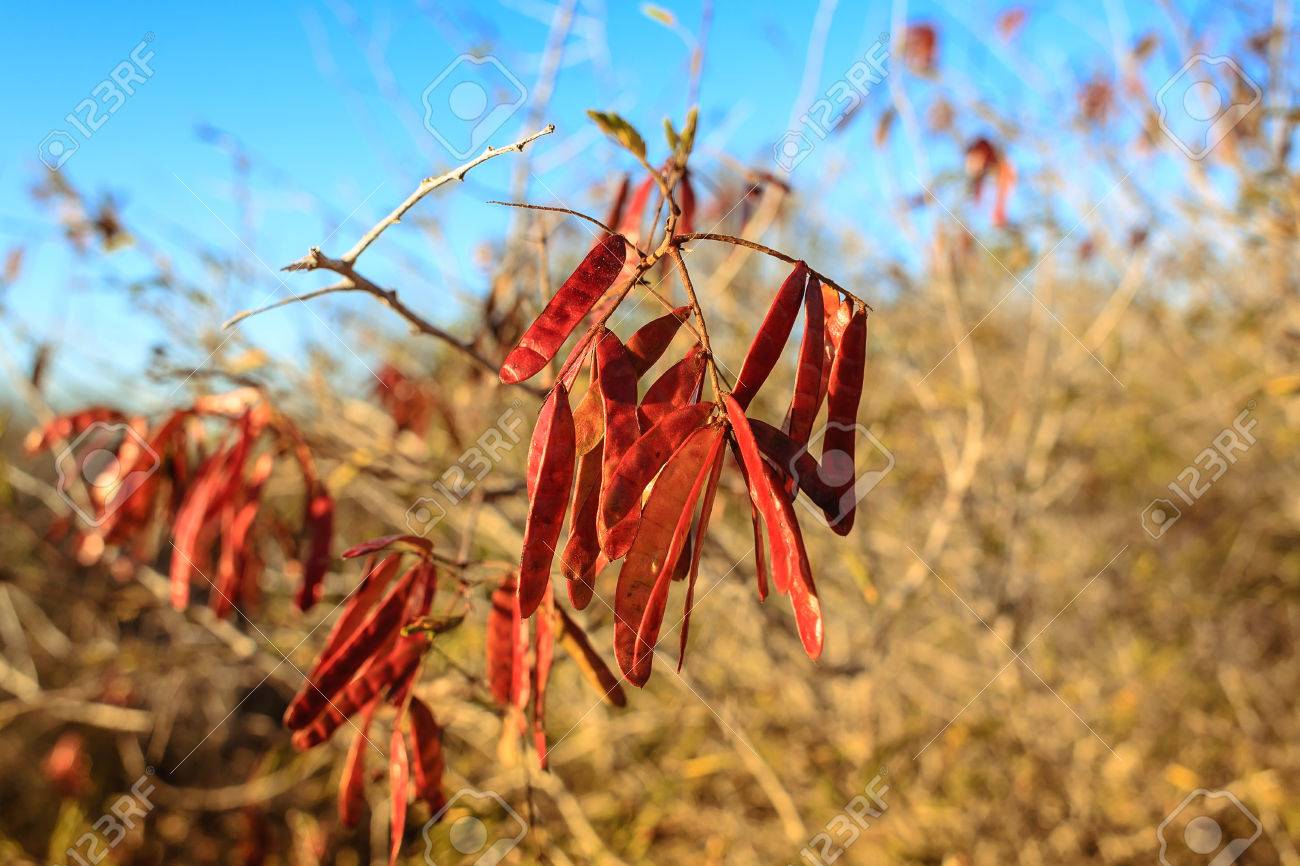 caesalpinia pyramidalis