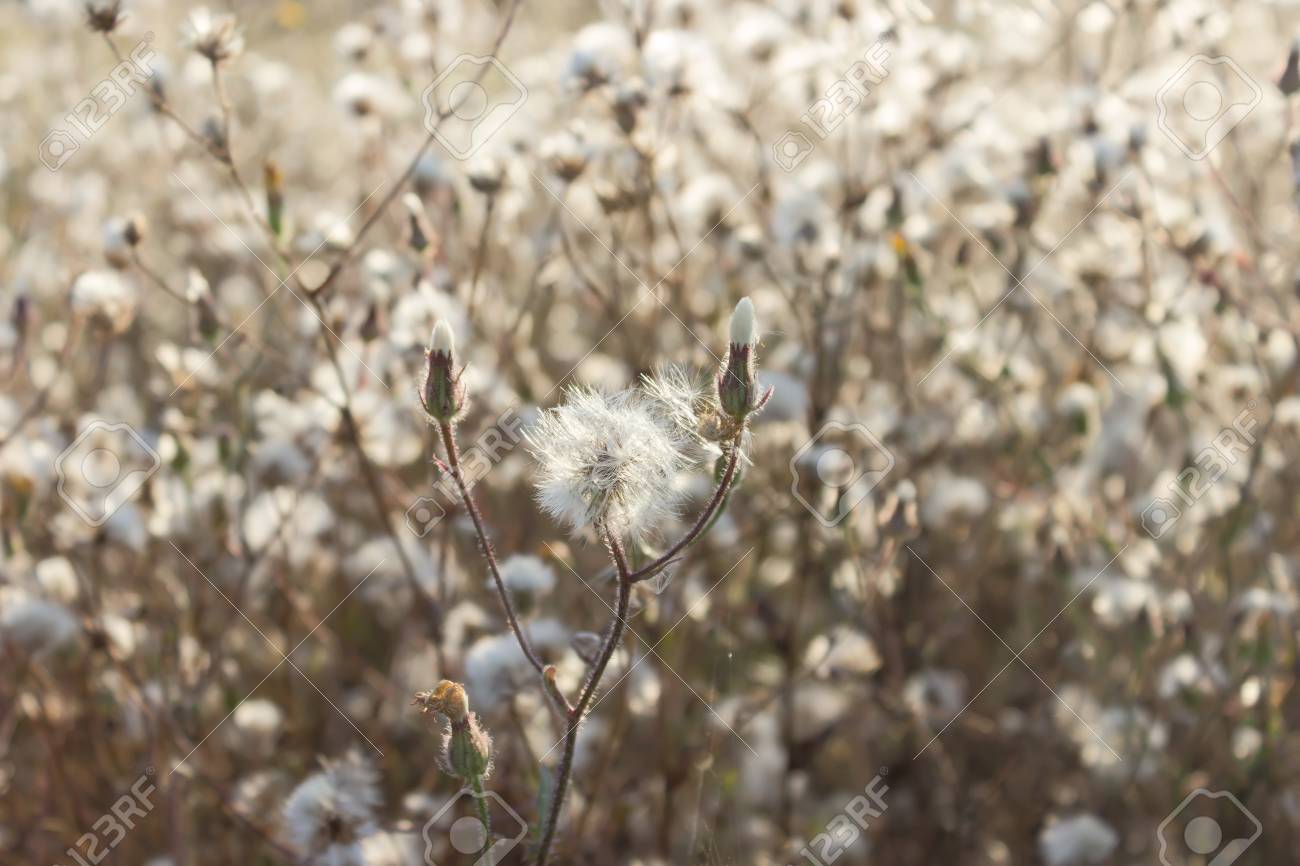 ふわふわの種をまくアザミ うさぎアザミ Seedheads 自然な背景 の写真素材 画像素材 Image