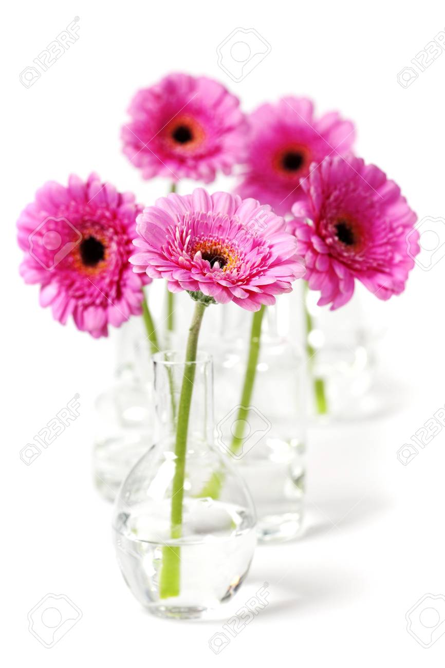 colorful pink daisy gerbera flowers in vases stock photo, picturecolorful pink daisy gerbera flowers in vases stock photo 11878670