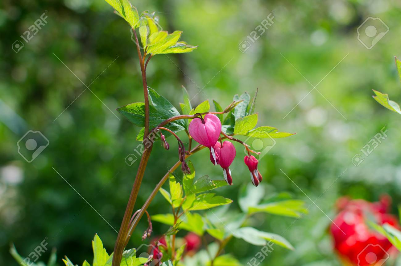 春の花のピンク ホイッスル クローズ アップ夏野菜 の写真素材 画像素材 Image