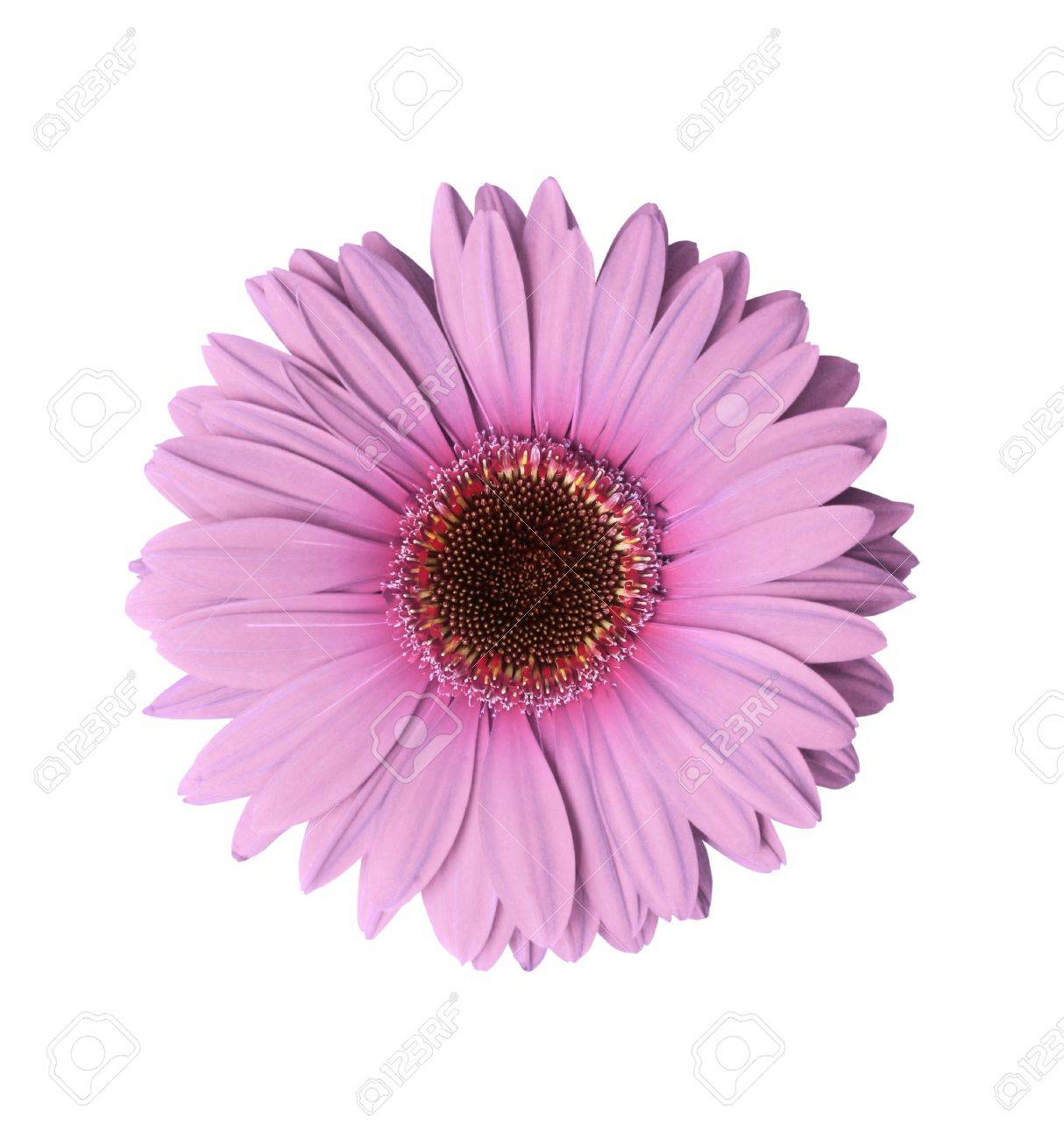 Beautiful Light Purple Gerbera Flower Isolated With Stock Photo Picture And Royalty Free Image Image