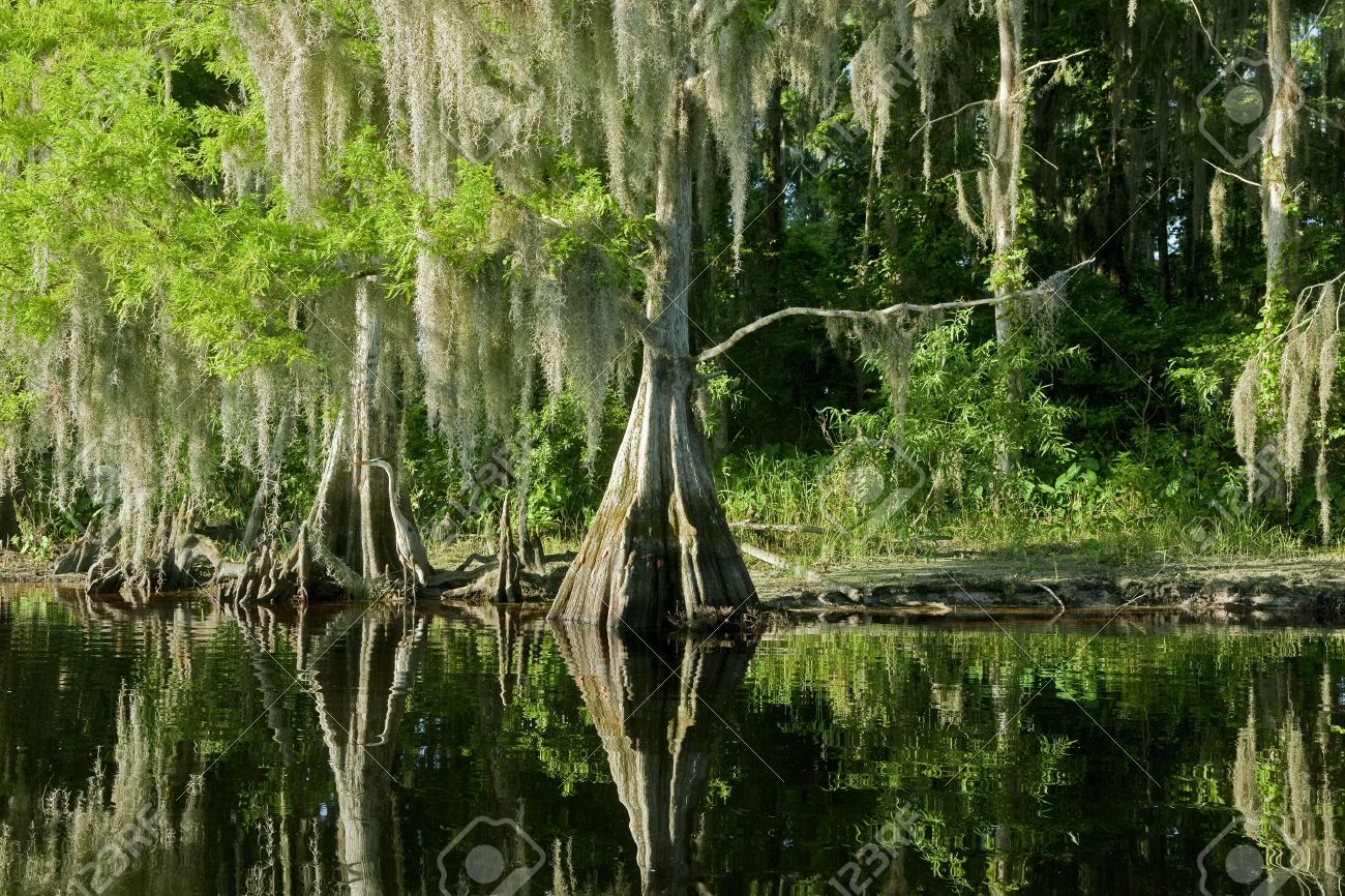 Bald Cypress Trees reflecting in the water in a florida swamp on a warm summer day - 8532195 Bald Cypress Trees reflecting in the water in a florida swamp on a warm summer day - 8532195