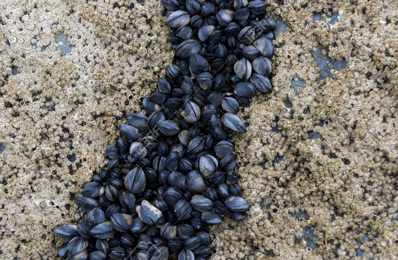 イガイとフジツボ海の岩の上 の写真素材 画像素材 Image イガイとフジツボ海の岩の上 の写真素材 画像素材 Image