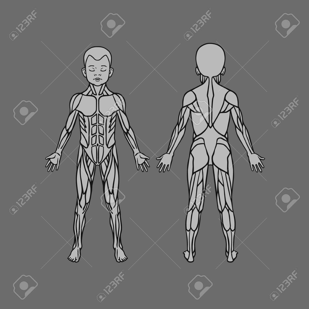 Anatomie Du Systeme Musculaire D Enfant De Bebe Enfant L Exercice Et Le Guide Musculaire Enfant Muscle Vecteur Contour Des Cliparts Des Vues Avant Et Arriere Clip Art Libres De Droits Vecteurs Et