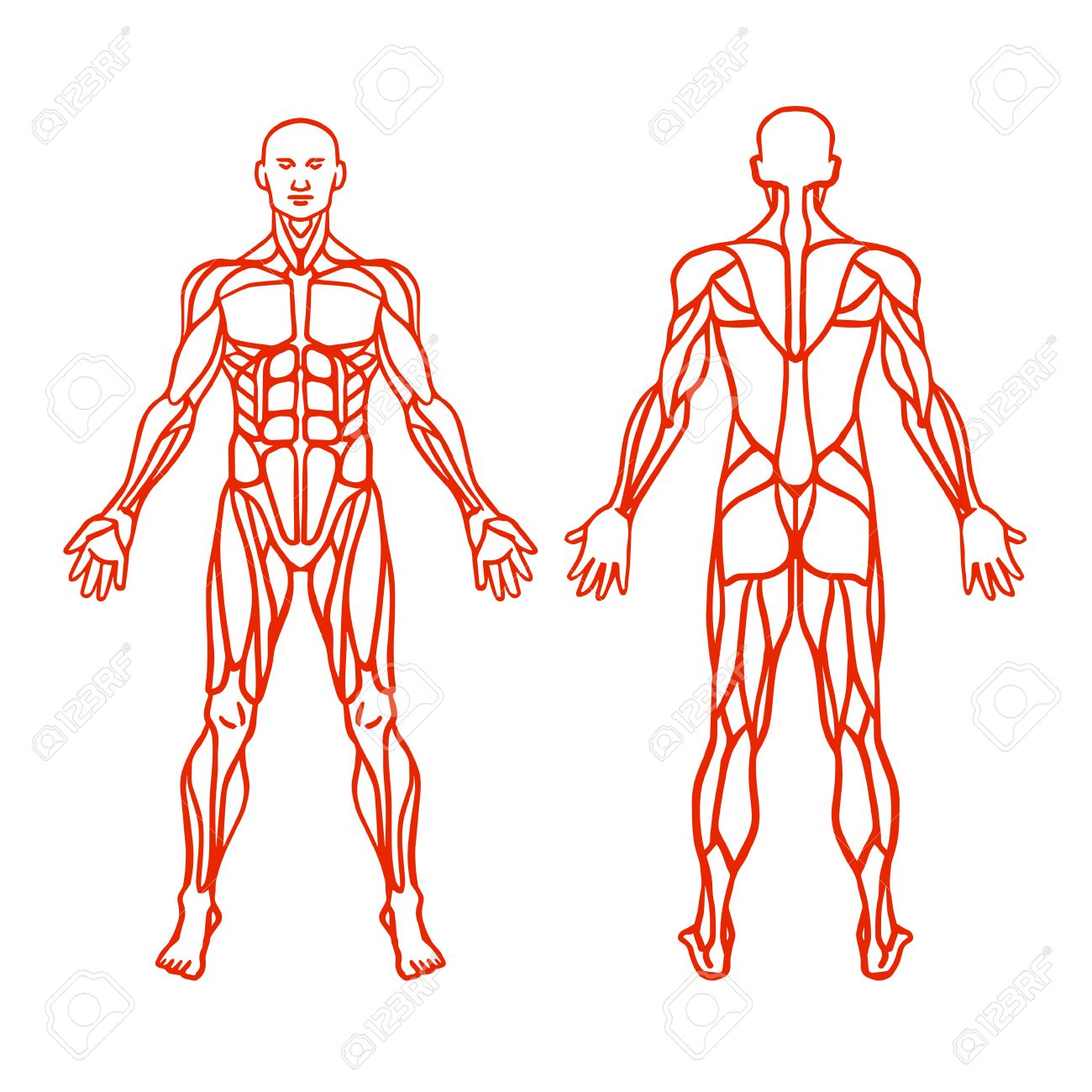 Anatomy Of Male Muscular System Exercise And Muscle Guide Human
