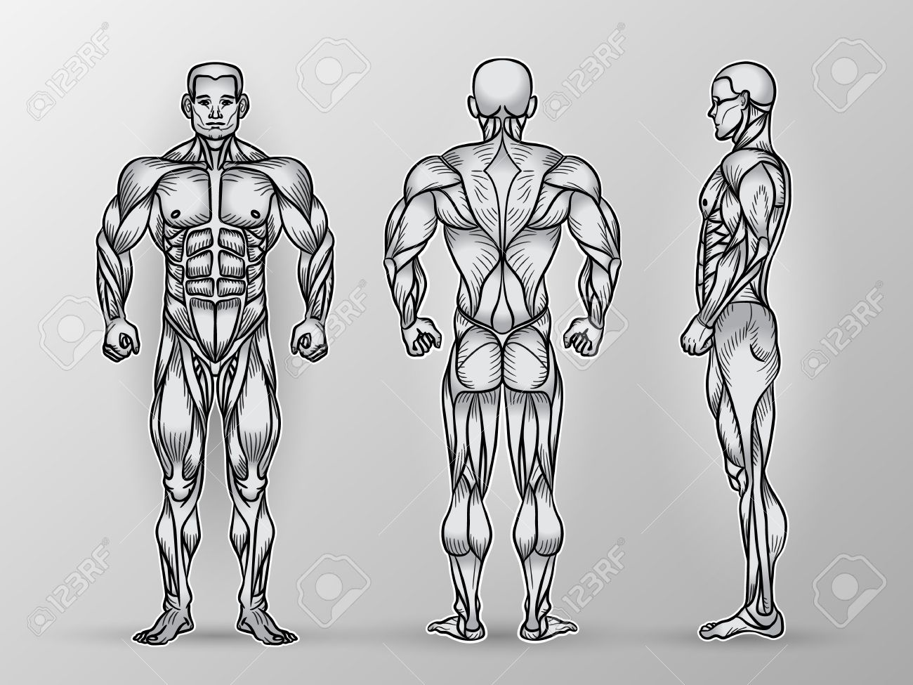 Anatomy Of Male Muscular System Exercise And Muscle Guide Human Muscles Vector Art Front Back Side View Vector Illustration Of Strong Man Strength Training Royalty Free Cliparts Vectors And Stock Illustration Image