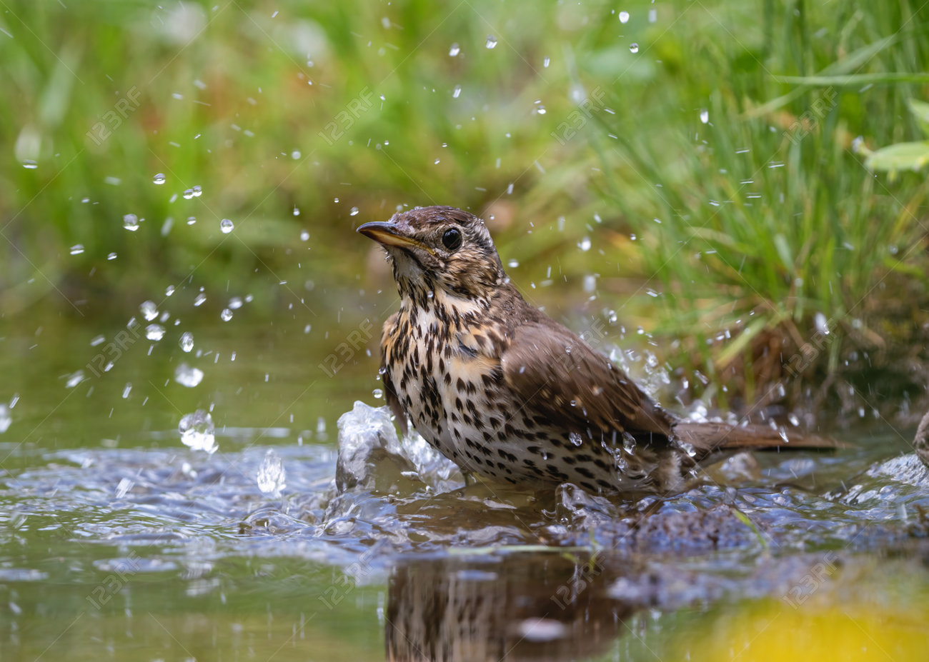 etiam-dictum-ipsum-a-felis