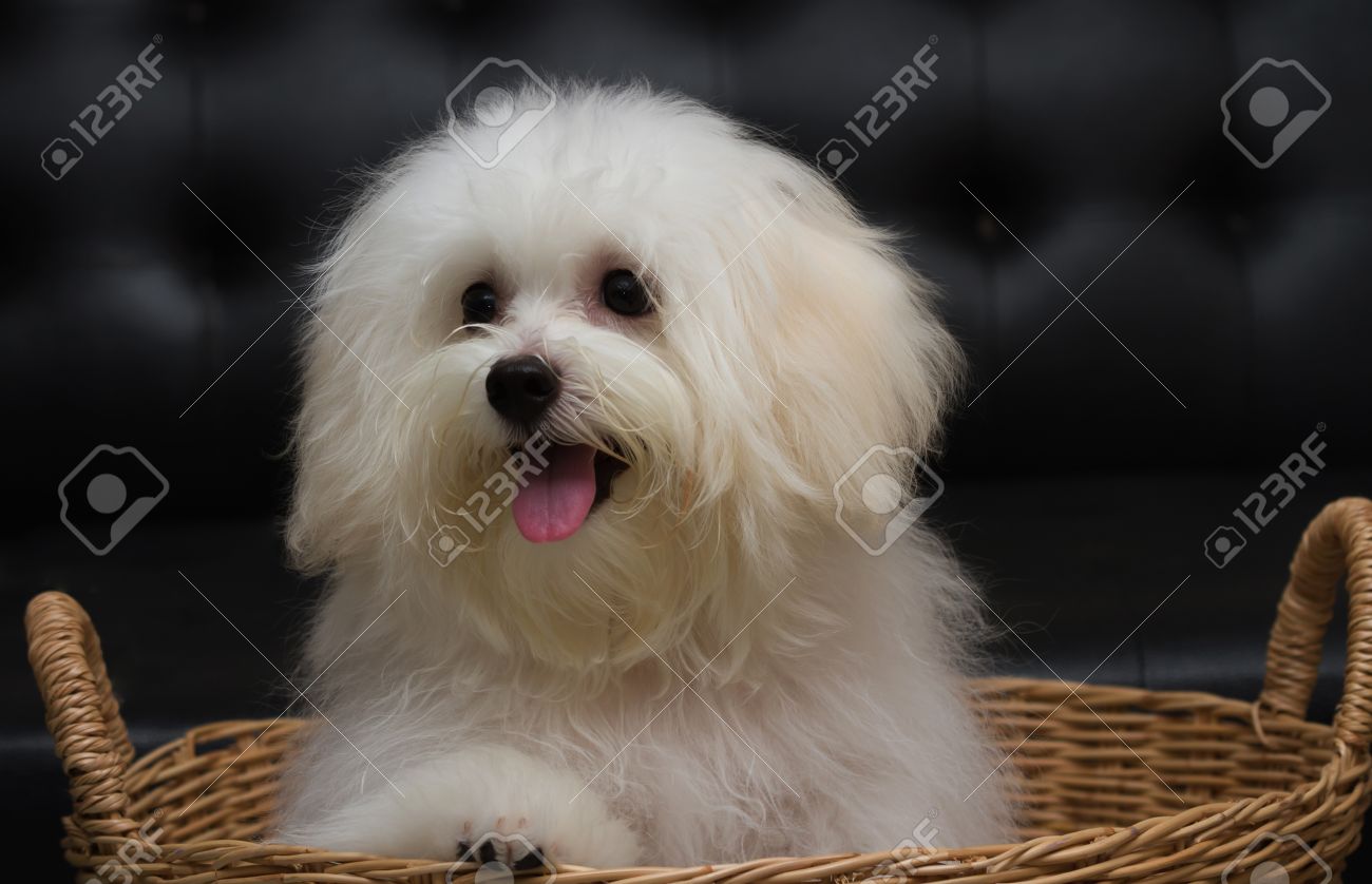 Chiot Shih Tzu Race Chien Minuscule Lâge 6 Mois De Lespièglerie La Beauté