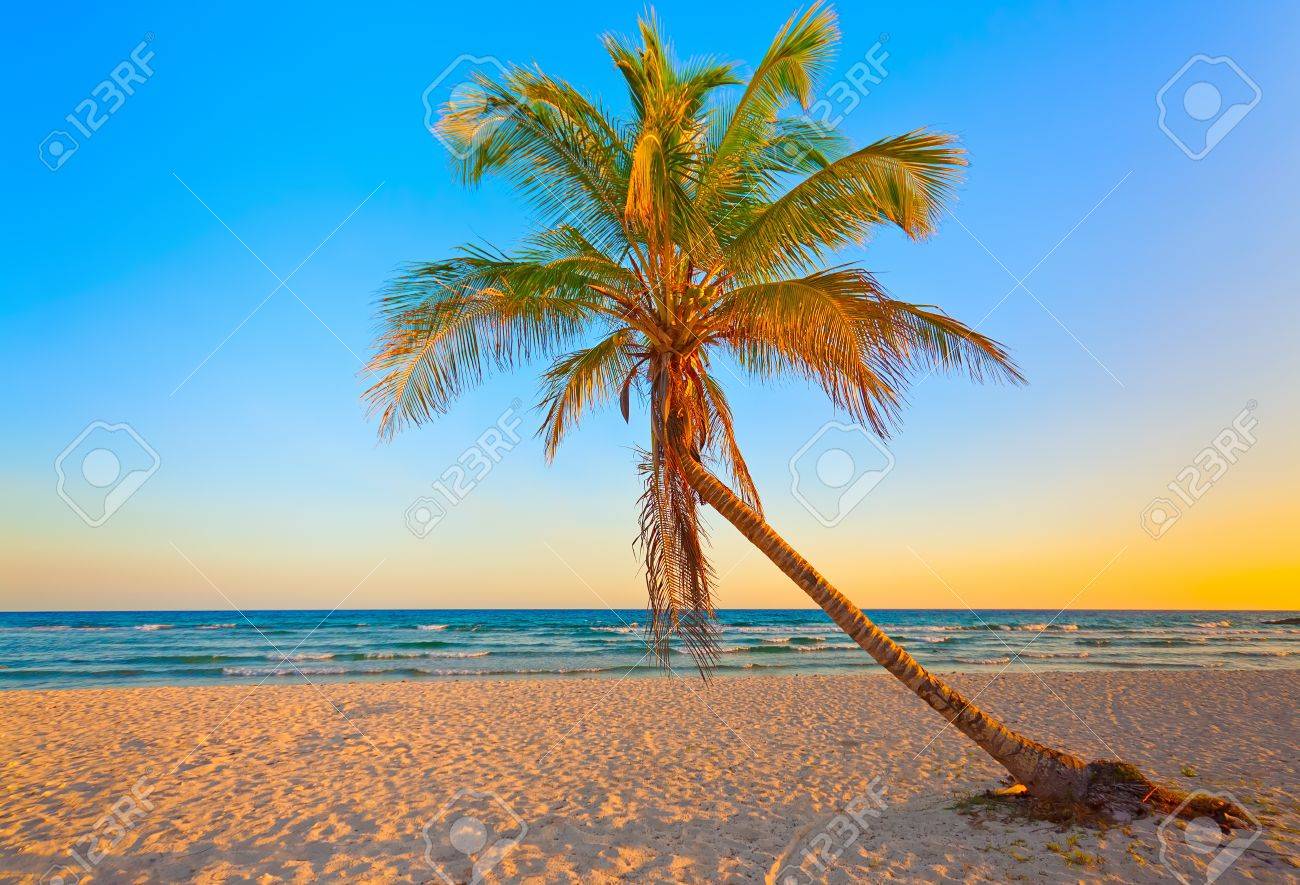 A Coconut Tree On A Deserted Tropical Beach At Sunset Stock Photo Picture And Royalty Free Image Image A Coconut Tree On A Deserted Tropical Beach At Sunset Stock Photo Picture And Royalty Free Image Image