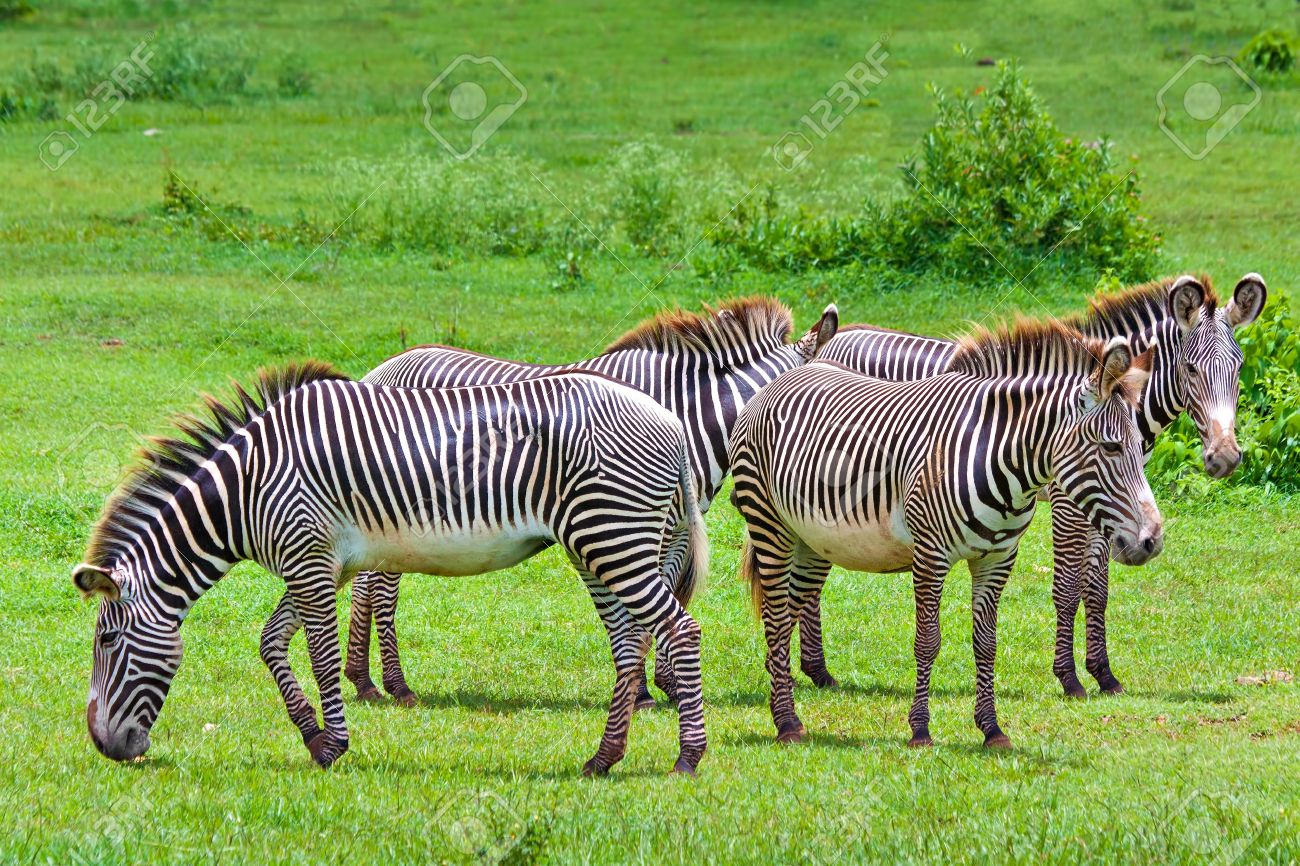 熱帯サバンナの野生のシマウマのハーレムの写真素材・画像素材 Image 10437356