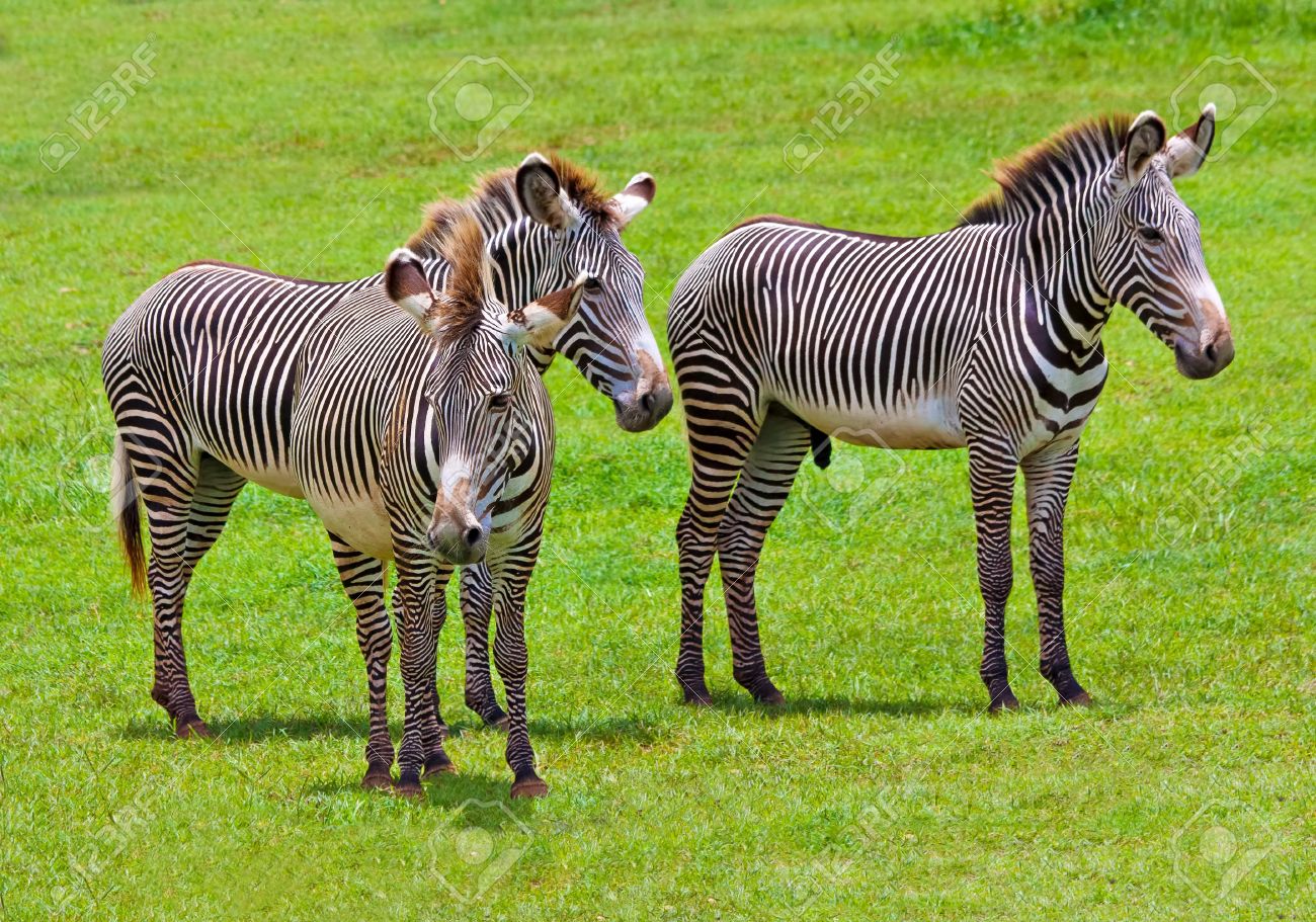 熱帯サバンナの野生のシマウマのハーレムの写真素材・画像素材 Image 10437290