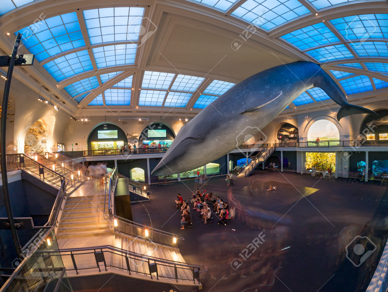 Marine life room at the American Museum of Natural History in New York - 48942700 Marine life room at the American Museum of Natural History in New York - 48942700