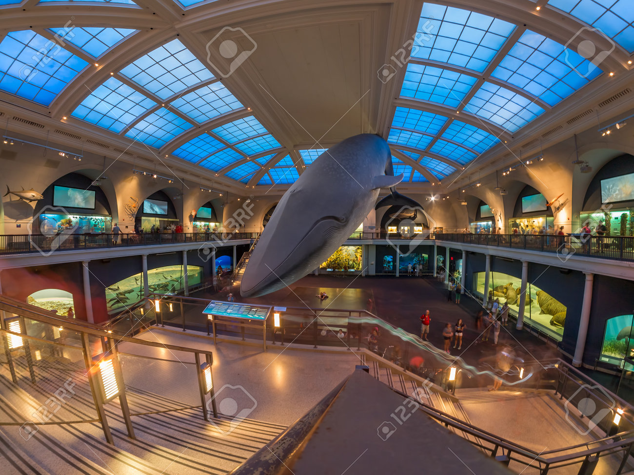 Marine life room at the American Museum of Natural History in New York - 48942699 Marine life room at the American Museum of Natural History in New York - 48942699
