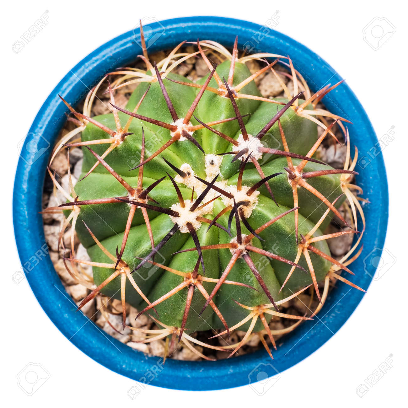 Small globed shaped cactus on a pot - Isolated on white - 170651585 Small globed shaped cactus on a pot - Isolated on white - 170651585
