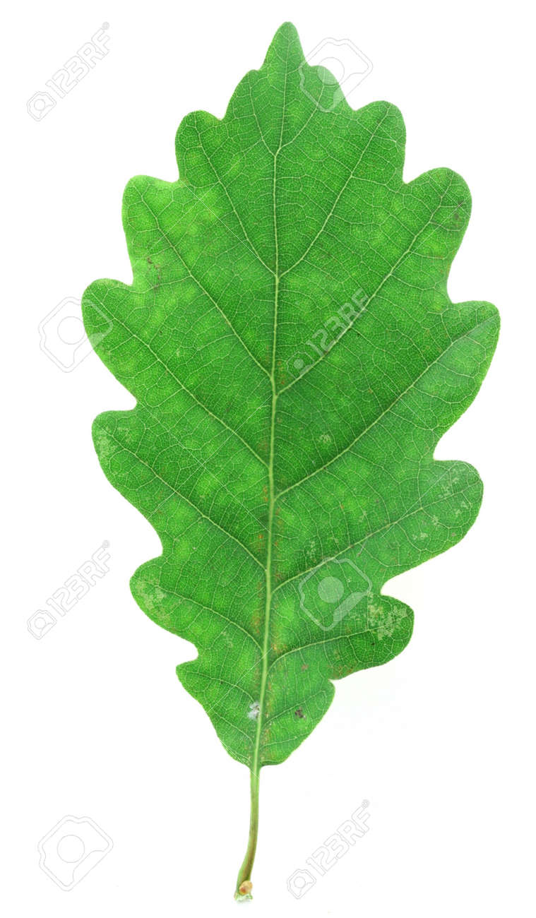 Eiche Blatt Grun Auf Weiss Lizenzfreie Fotos Bilder Und Stock Fotografie Image