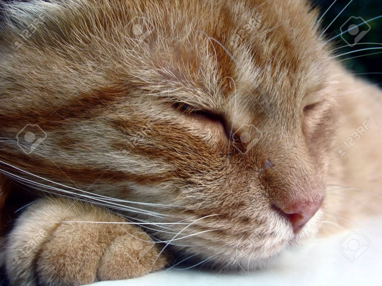 野生猫の昼寝をキャッチ の写真素材 画像素材 Image