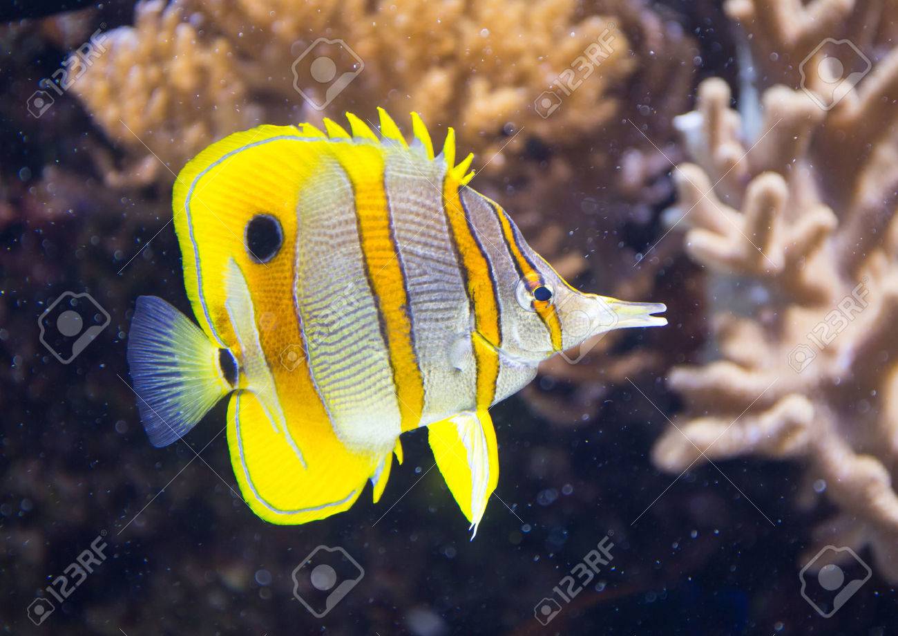 サンゴ礁を背景に Copperband 蝶の魚 の写真素材 画像素材 Image 6021 サンゴ礁を背景に Copperband 蝶の魚 の写真素材 画像素材 Image 6021