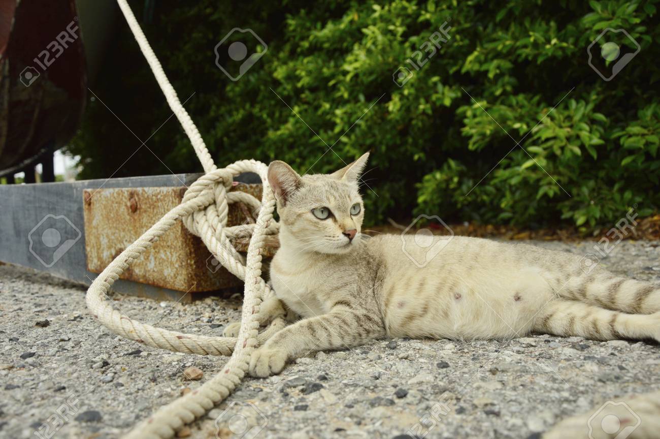 etiam-dictum-ipsum-a-felis