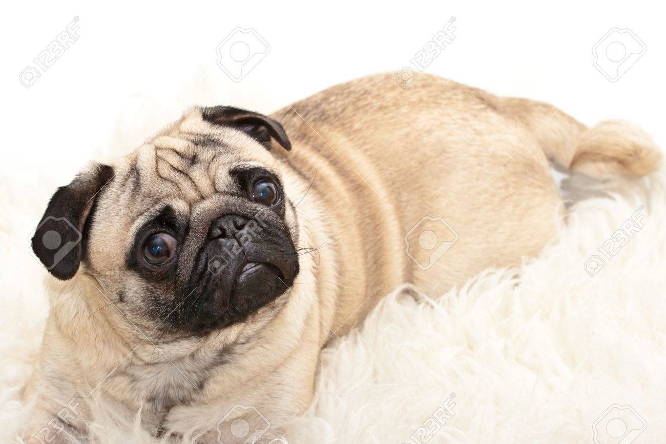 sweet pug