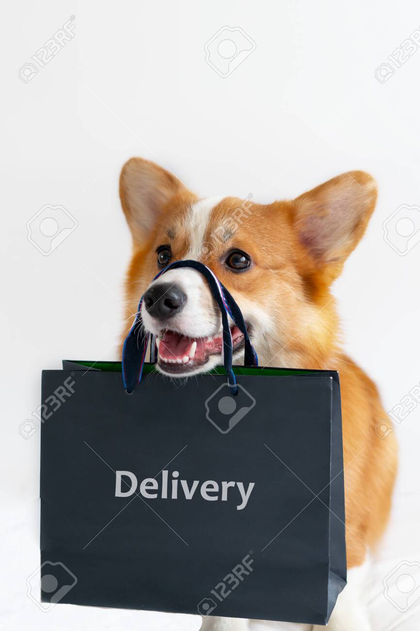 corgi shop