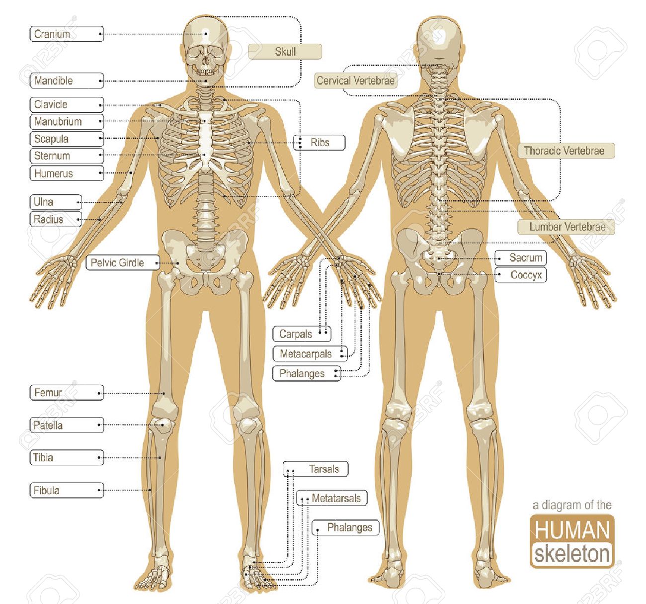 Featured image of post Fotos De Esqueleto Humano : Descarga maravillosas imágenes gratuitas sobre esqueleto humano.