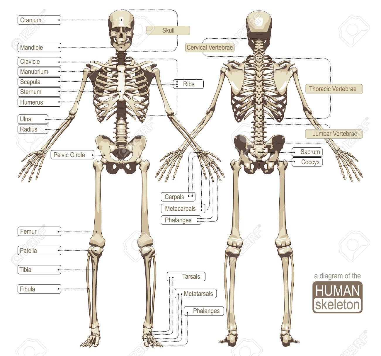 Photograph, Human Skeleton (labeled), illustration