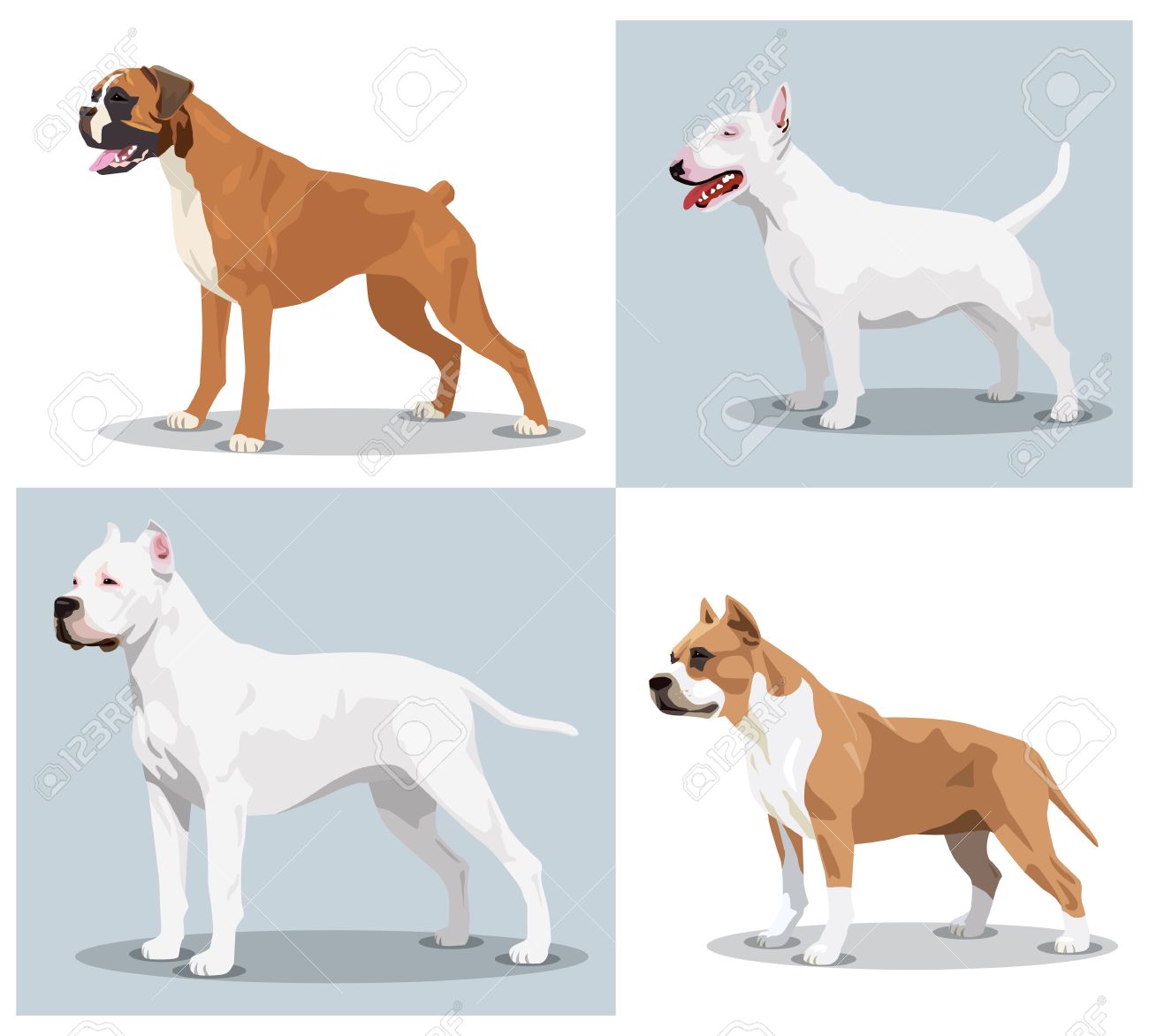 Image Set Of Dogs: Boxer, Bull Terrier, Dogo Argentino, American Pit Bull  Terrier. Vector Illustration 3d Stock Photo, Picture And Royalty Free  Image. Image 55218401.