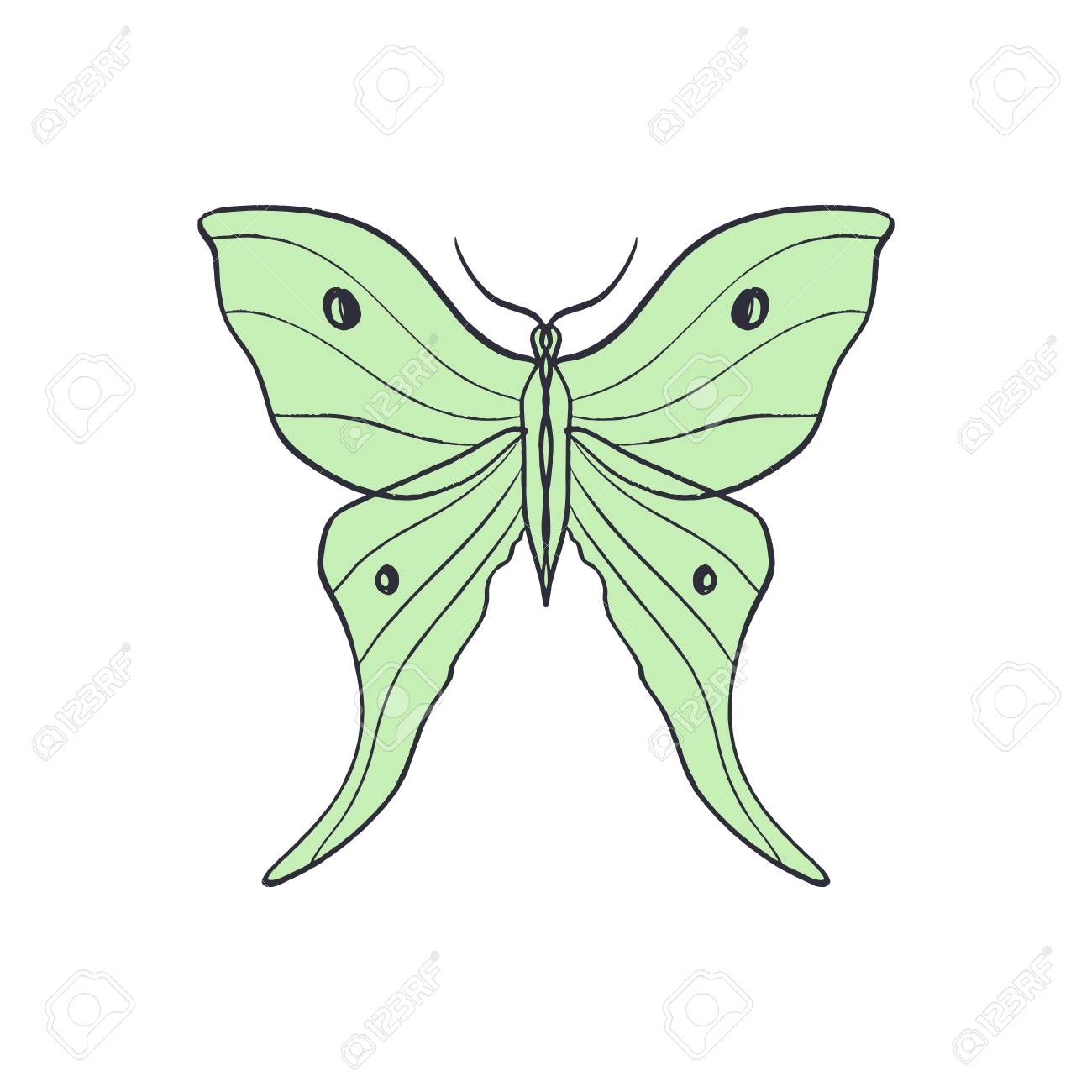 Actias Selene Butterfly Luna Moon Moth Hand Drawn Illustration Good For Cloth Prints Apps And Web Icons Royalty Free Cliparts Vectors And Stock Illustration Image