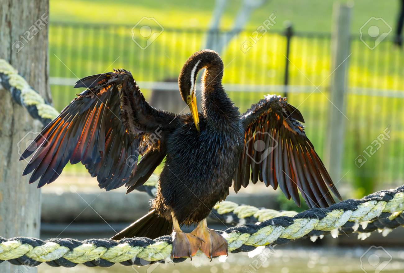 etiam-dictum-ipsum-a-felis