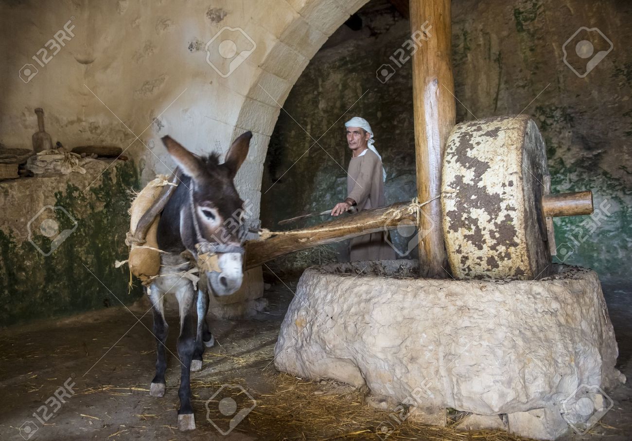 NAZARETH, ISRAEL - OCT 15 : Millstone & donkey used for pressing olives to make olive oil in October 15 2012 at Nazareth Village, a historical re-creation of Nazareth as it was at the time of Christ - 16532499 NAZARETH, ISRAEL - OCT 15 : Millstone & donkey used for pressing olives to make olive oil in October 15 2012 at Nazareth Village, a historical re-creation of Nazareth as it was at the time of Christ - 16532499