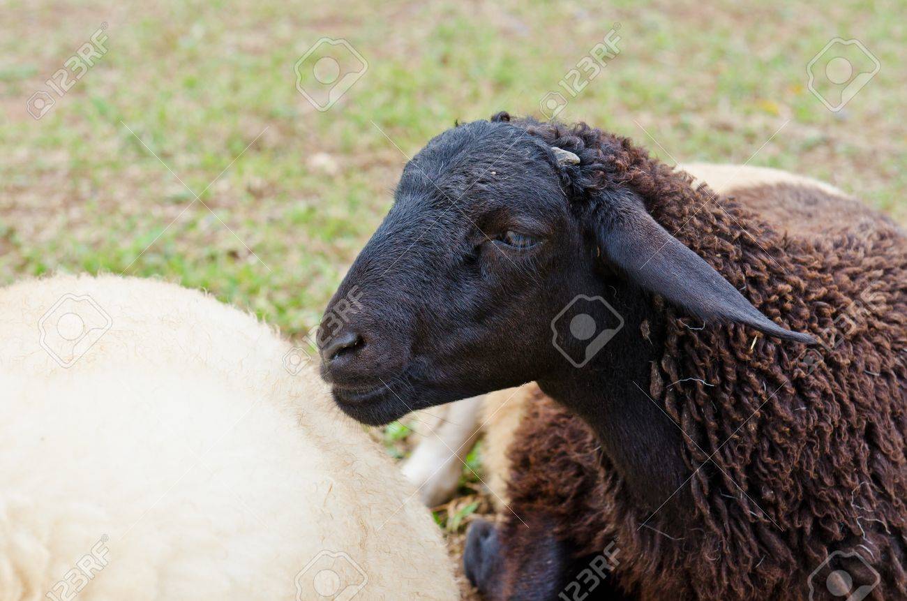 * antique sheep ✵ * ✵ * 黒い小さな 羊さん antique sheep ✵ * ✵ * 黒い小さな 羊さん - メルカリ