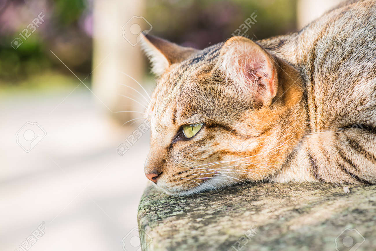 etiam-dictum-ipsum-a-felis