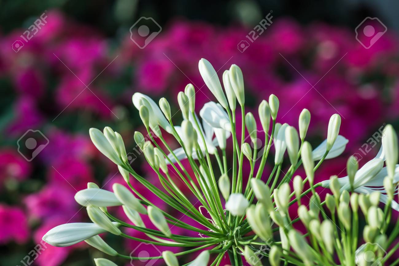 タイ語 タイで白のアガパンサスの花 の写真素材 画像素材 Image