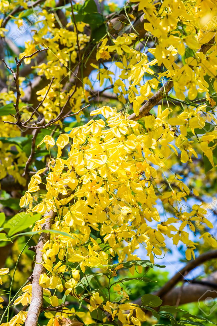 ゴールデン シャワー ツリー タイの花 の写真素材 画像素材 Image