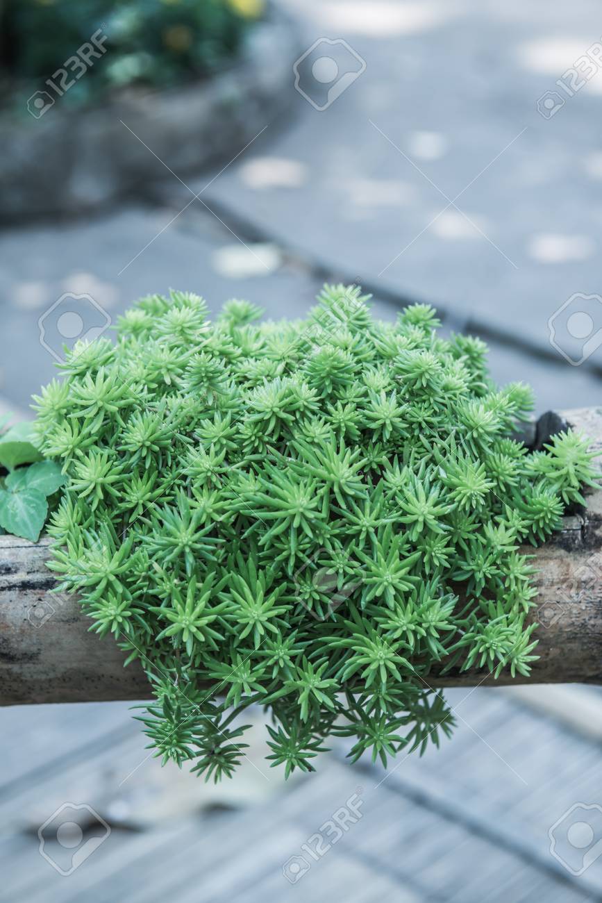 竹の植木鉢 タイの小さな工場 の写真素材 画像素材 Image