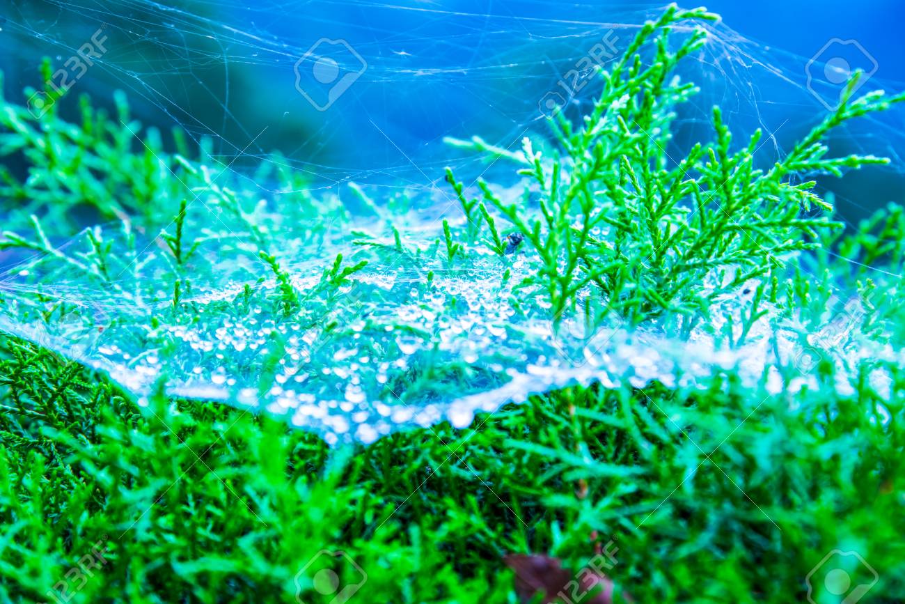 朝露 タイで蜘蛛の巣 の写真素材 画像素材 Image