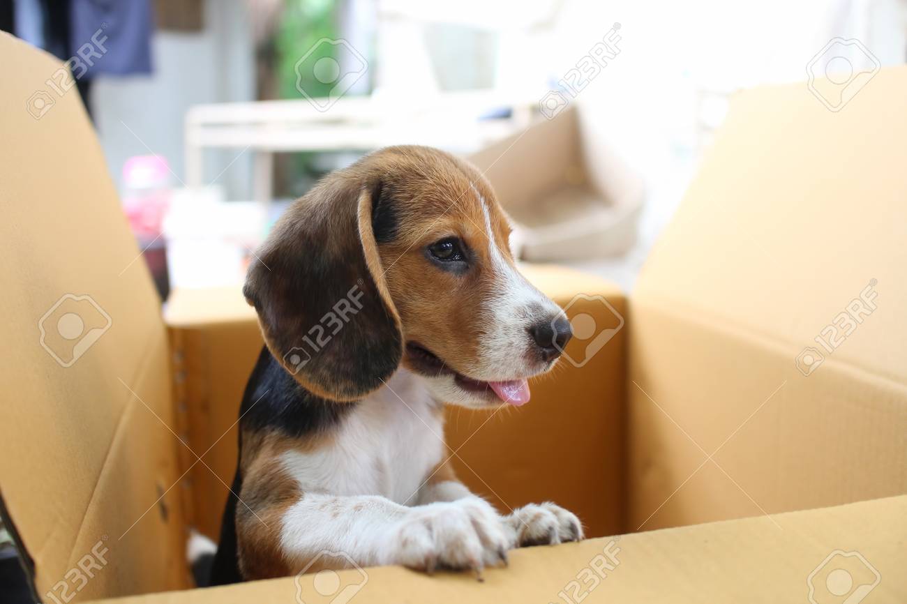 beagle box