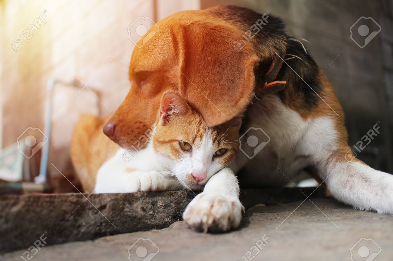 Beagle Chien Et Chat Brun Dans Un Câlin Chaud Sur Le Sentier