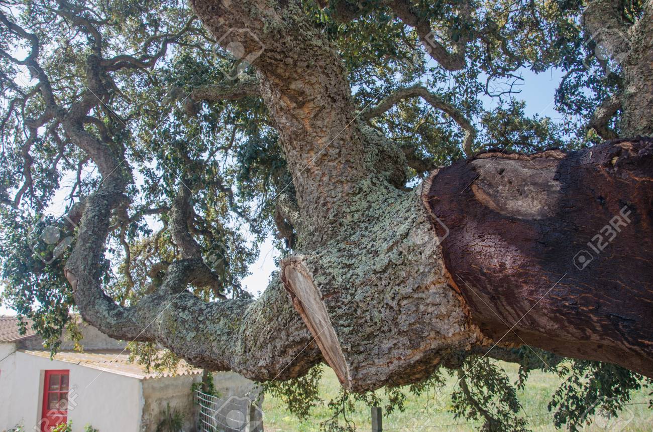 Immagini Stock Il Tronco Di Un Albero Di Sughero Image 83391355